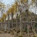 复绿黄花风铃木10～12公分基地直销规格齐全欢迎来电