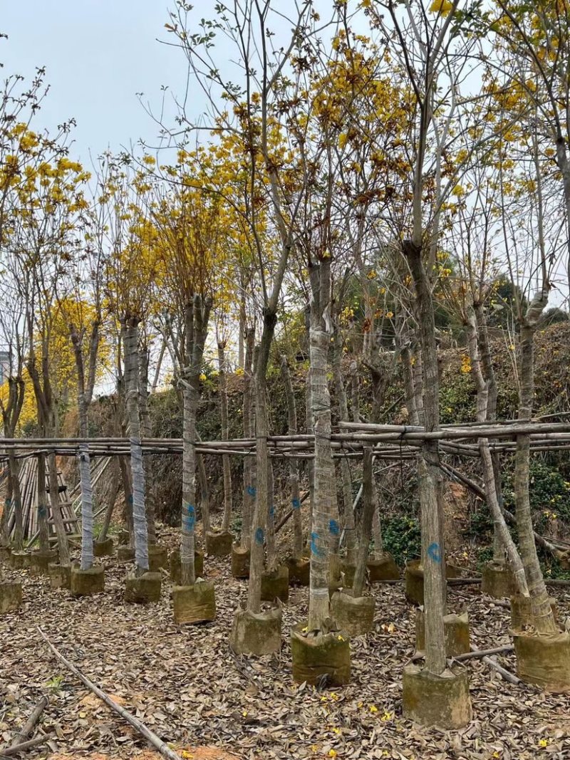 复绿黄花风铃木10～12公分基地直销规格齐全欢迎来电