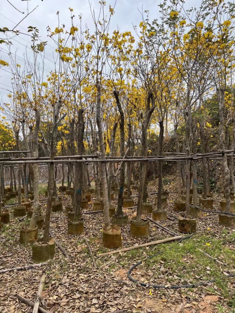 复绿黄花风铃木10～12公分基地直销规格齐全欢迎来电