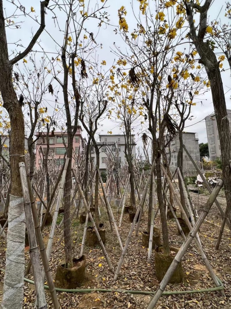 复绿黄花风铃木10～12公分基地直销规格齐全欢迎来电