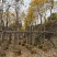 复绿黄花风铃木10～12公分基地直销规格齐全欢迎来电