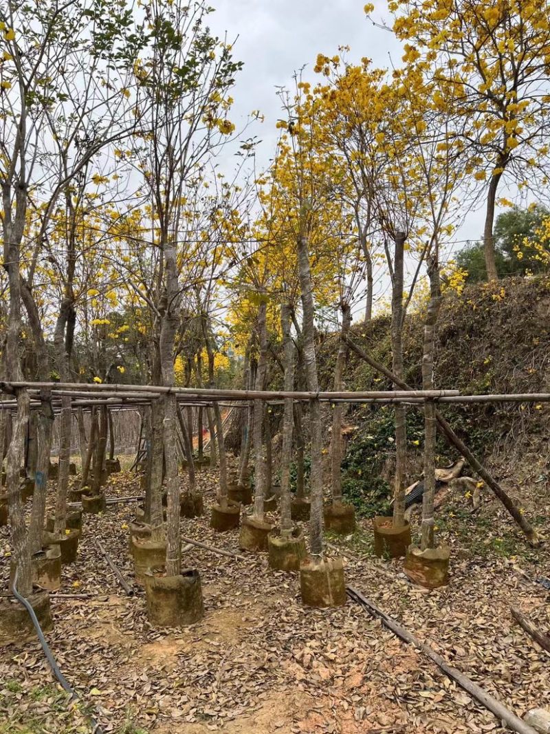 复绿黄花风铃木10～12公分基地直销规格齐全欢迎来电
