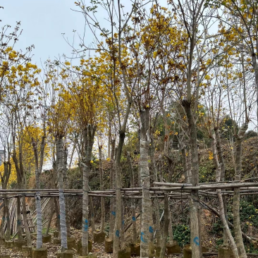 复绿黄花风铃木10～12公分基地直销规格齐全欢迎来电