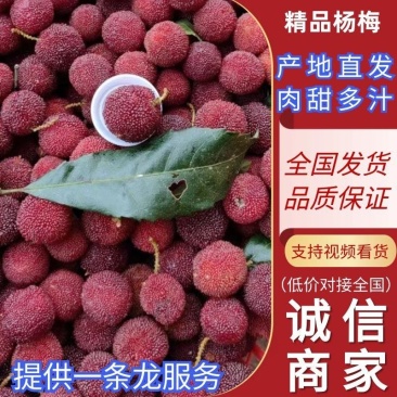 广西特早红杨梅，现摘现批发，量大从优