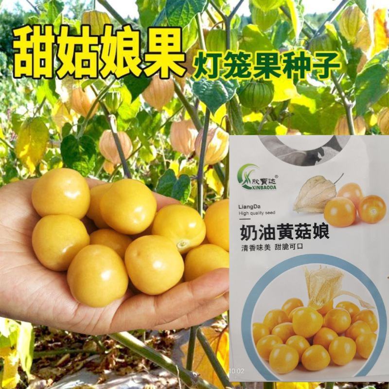 奶油菇娘果种子奶香味黄菇娘果东北灯笼果种子水果种子