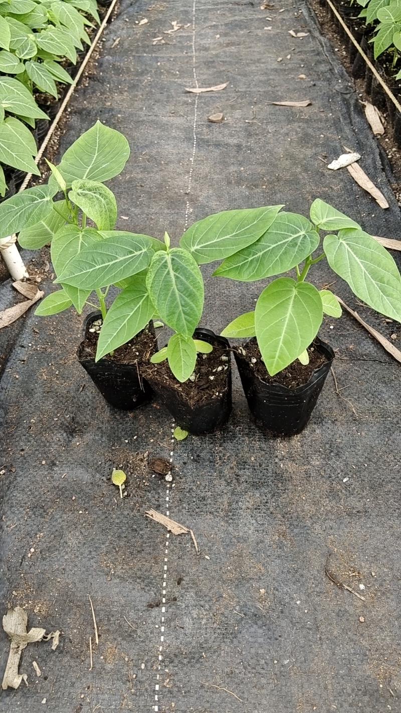 热情百香果苗这是一款新品种值得发展种植可提供种植管理技术