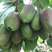 软枣猕猴桃产地直发货源充足支持批发零售欢迎采购