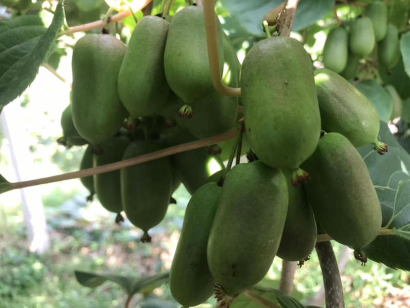 软枣猕猴桃产地直发货源充足支持批发零售欢迎采购