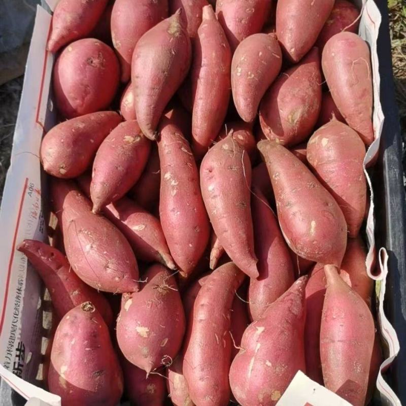 西瓜红红薯大量上市品种齐全货源稳定欢迎全国客商来电