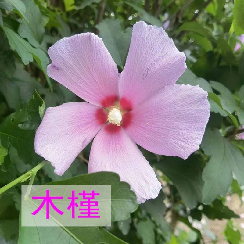 木槿花苗盆栽单瓣木槿庭院耐寒耐阴植物工程绿