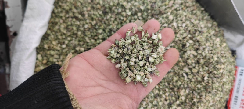 蒺藜欢迎电话咨询