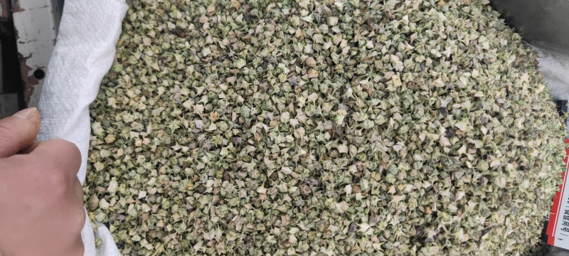 蒺藜欢迎电话咨询