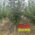 木槿树苗木槿花重瓣木槿单瓣木槿庭院绿化工程篱笆围墙花