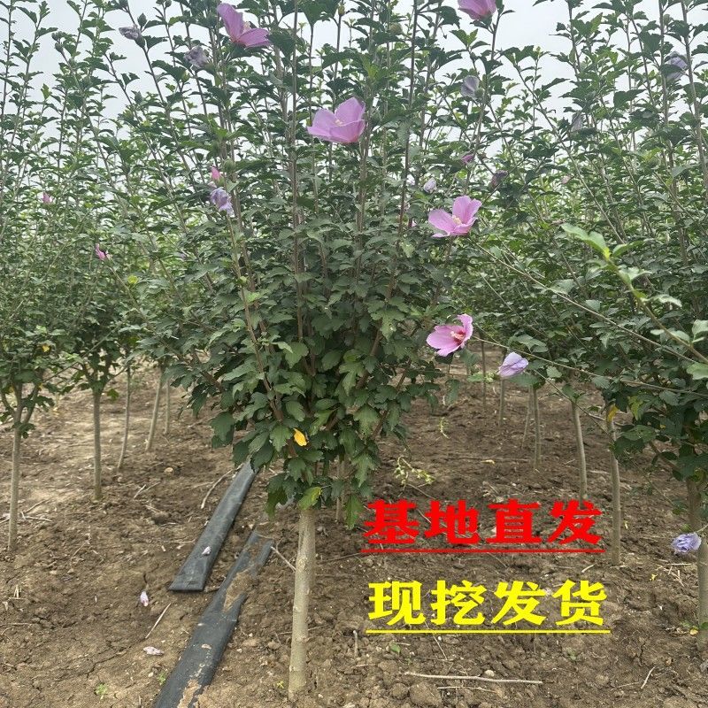 木槿树苗木槿花重瓣木槿单瓣木槿庭院绿化工程篱笆围墙花