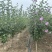 木槿树苗木槿花重瓣木槿单瓣木槿庭院绿化工程篱笆围墙花