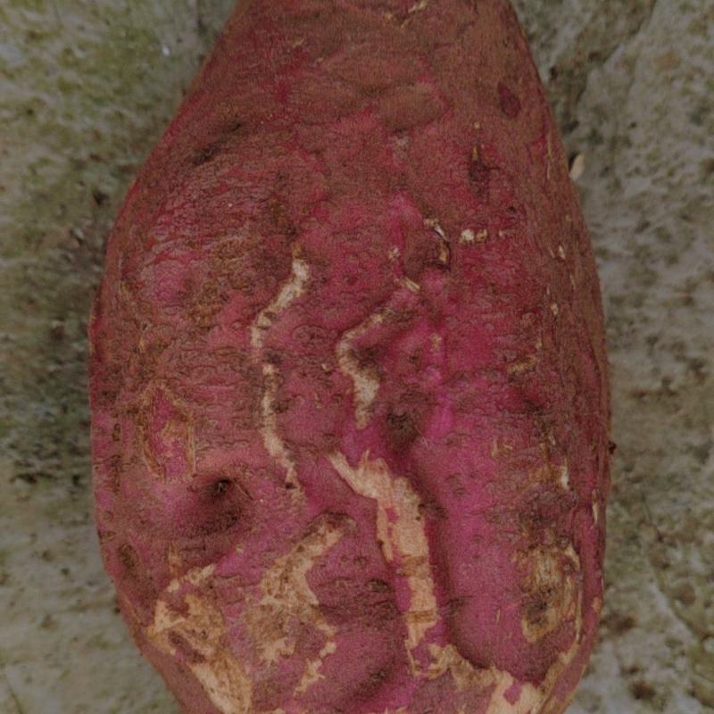 大量西瓜红工厂货