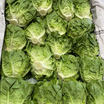 沙拉奶油生菜牛油生菜奶生菜