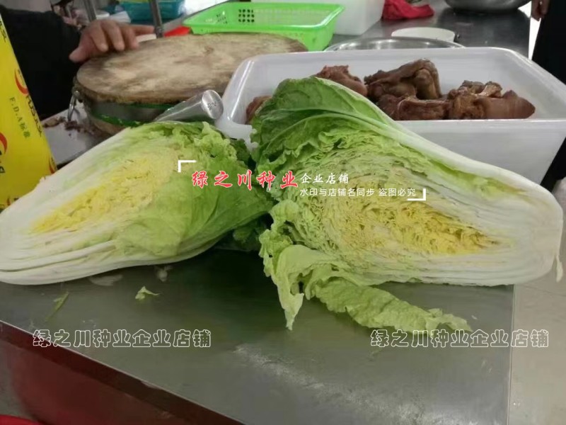 早熟耐热白菜种子豫艺夏绿55大白菜种子抗热抗病夏秋季蔬菜
