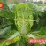 早熟耐热白菜种子豫艺夏绿55大白菜种子抗热抗病夏秋季蔬菜