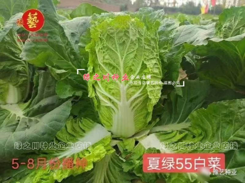 早熟耐热白菜种子豫艺夏绿55大白菜种子抗热抗病夏秋季蔬菜