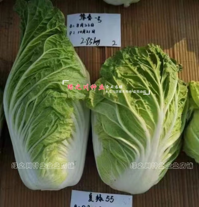 早熟耐热白菜种子豫艺夏绿55大白菜种子抗热抗病夏秋季蔬菜