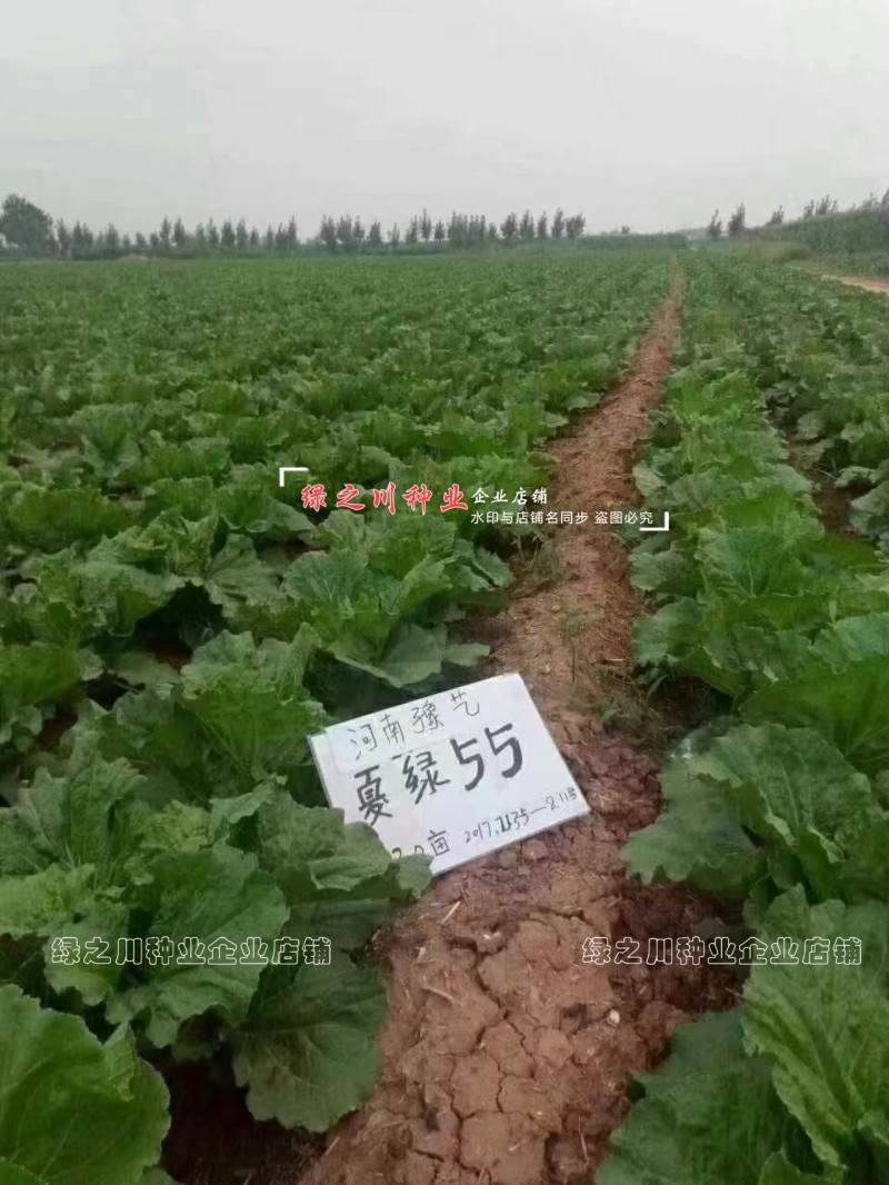 早熟耐热白菜种子豫艺夏绿55大白菜种子抗热抗病夏秋季蔬菜