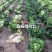 早熟耐热白菜种子豫艺夏绿55大白菜种子抗热抗病夏秋季蔬菜