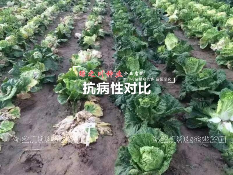早熟耐热白菜种子豫艺夏绿55大白菜种子抗热抗病夏秋季蔬菜