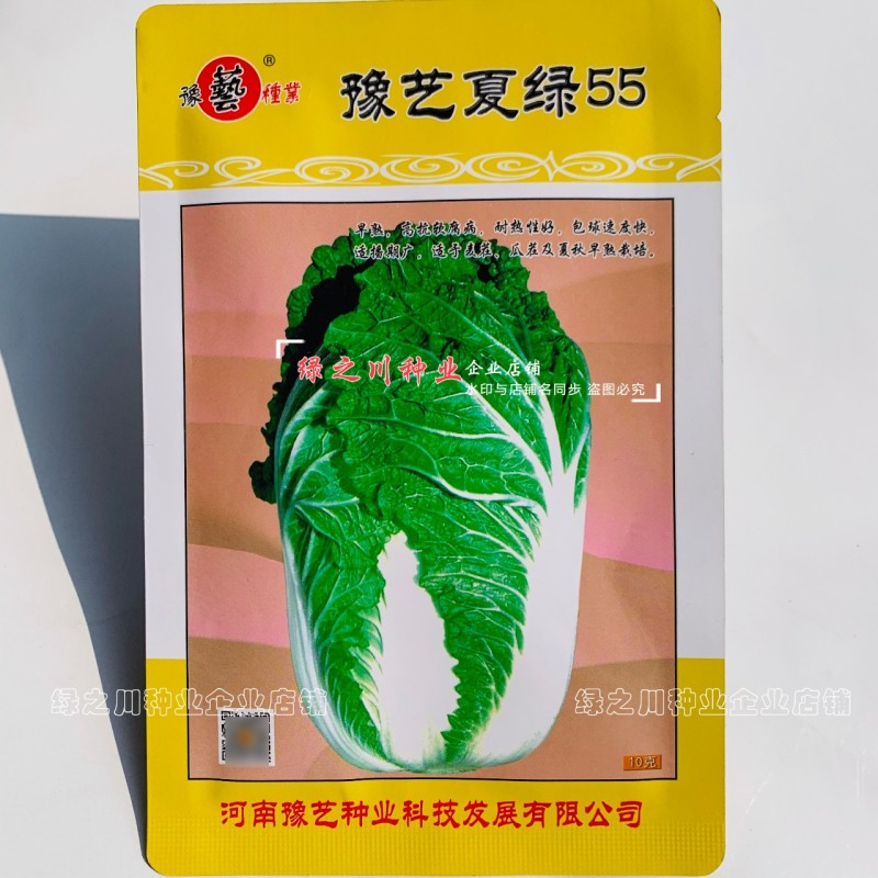 早熟耐热白菜种子豫艺夏绿55大白菜种子抗热抗病夏秋季蔬菜
