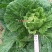 早熟耐热白菜种子豫艺夏绿55大白菜种子抗热抗病夏秋季蔬菜