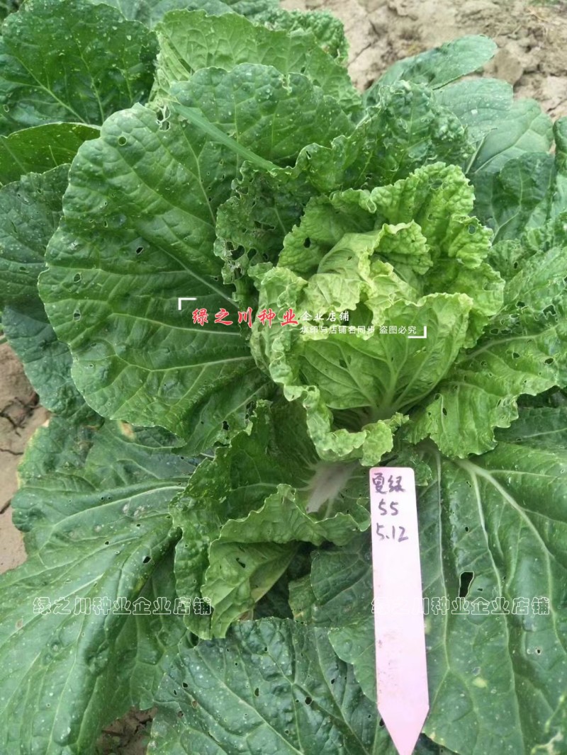 早熟耐热白菜种子豫艺夏绿55大白菜种子抗热抗病夏秋季蔬菜