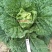 早熟耐热白菜种子豫艺夏绿55大白菜种子抗热抗病夏秋季蔬菜
