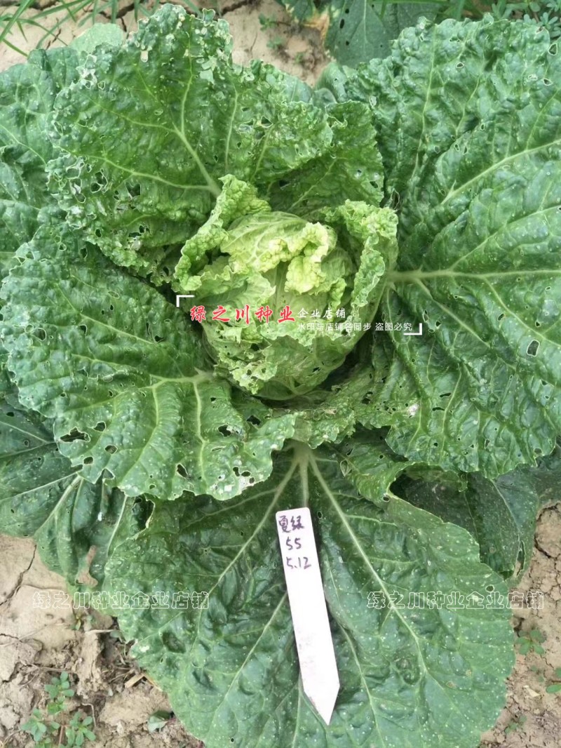 早熟耐热白菜种子豫艺夏绿55大白菜种子抗热抗病夏秋季蔬菜