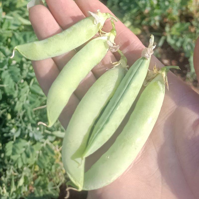 一手货源，新鲜豌豆，每天几万斤，欢迎咨询，