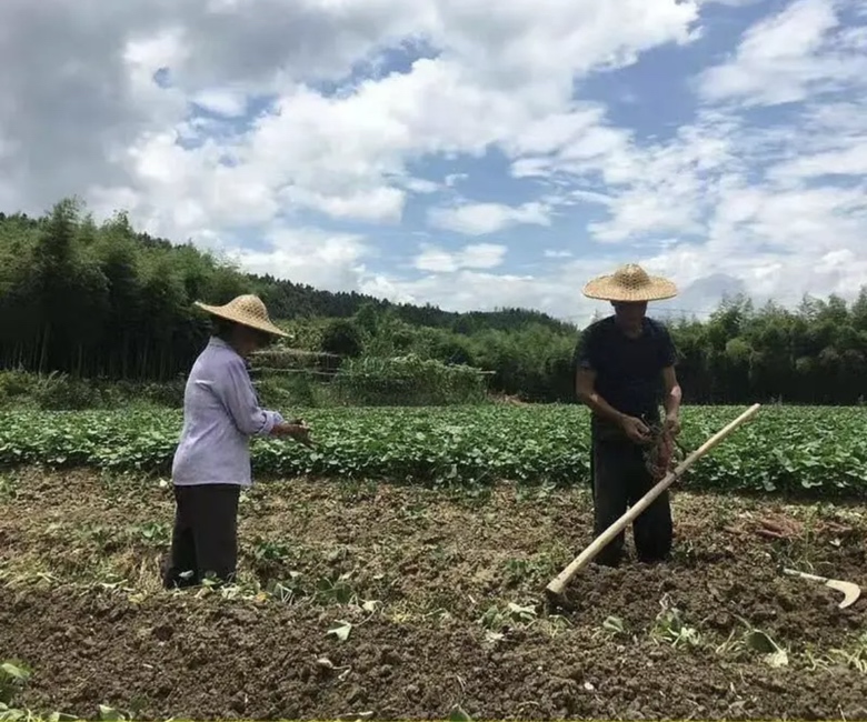 一位中年女性农民身穿浅蓝色工作服,头戴草帽,正在清晨阳光下的西瓜地里弯腰查看一个切开的红瓤西瓜,周围藤蔓繁茂,土壤湿润,背景有其他农户在劳作 崔红在瓜田中弯腰检查成熟的西瓜