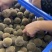 产地化州橘红大小规格齐全，有原果，压果切片规格片批发