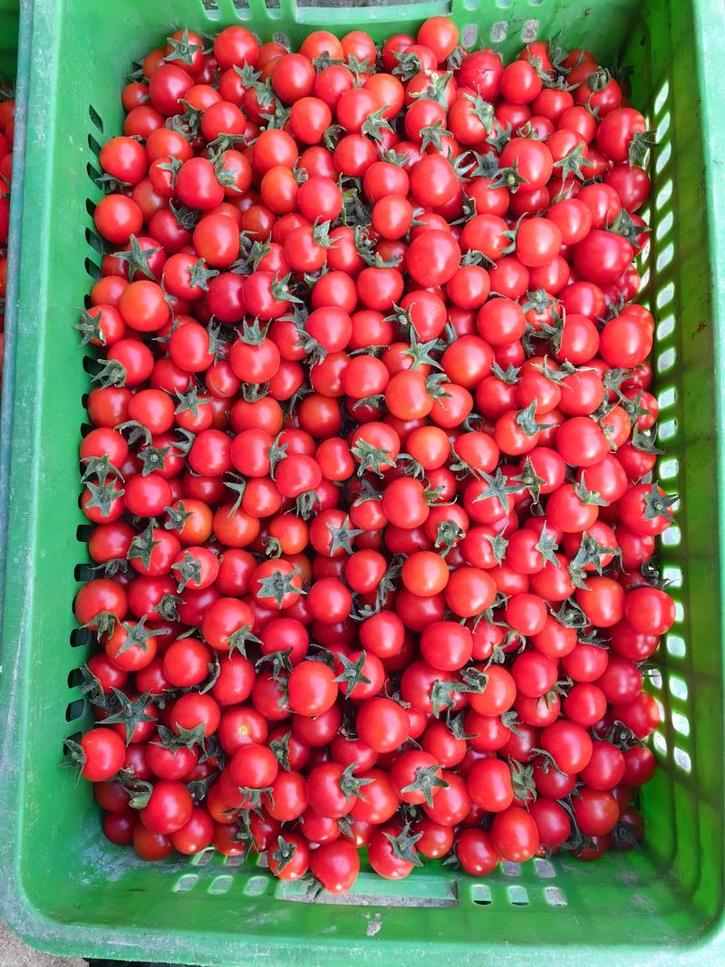 四川自贡精品红千禧果，一手货源，直供商超，批发，电商。
