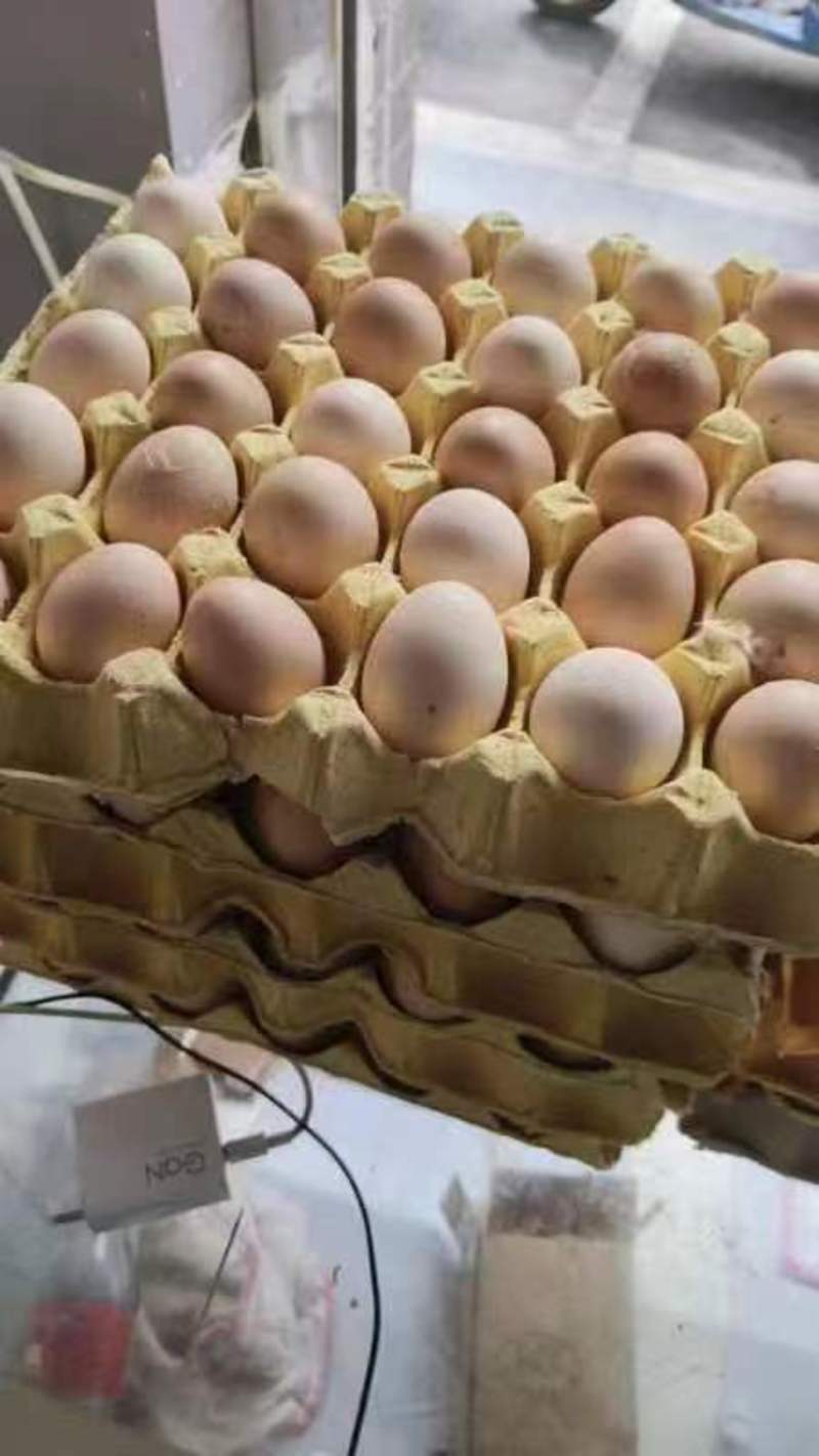 安徽黄山歙县土鸡蛋，新鲜货，大量有货，量大价优！