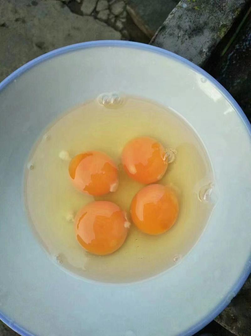 安徽黄山歙县土鸡蛋，新鲜货，大量有货，量大价优！