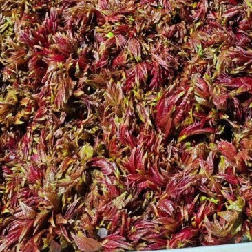 香椿芽