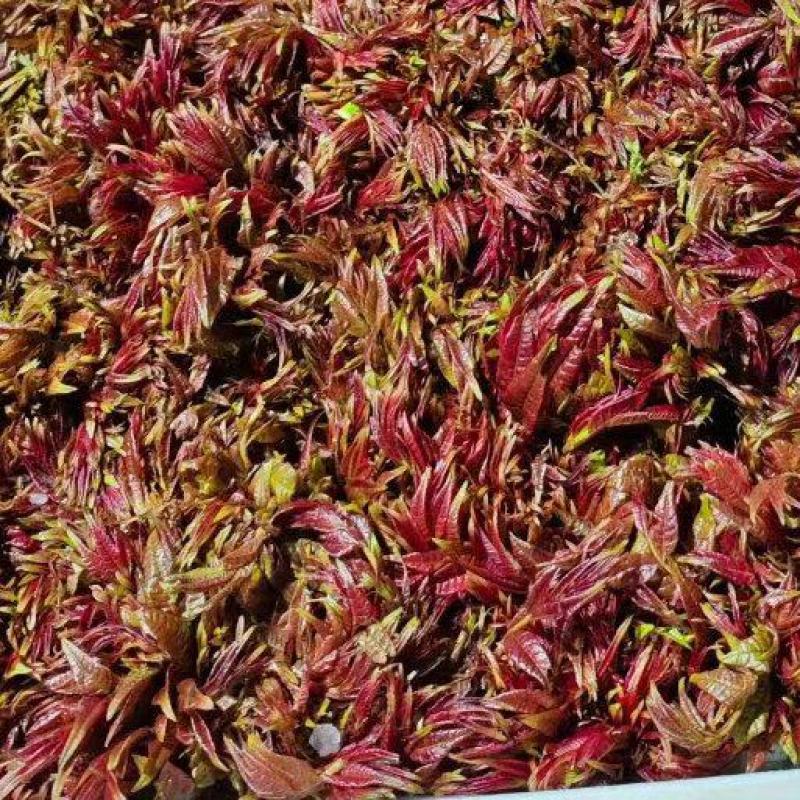 香椿芽