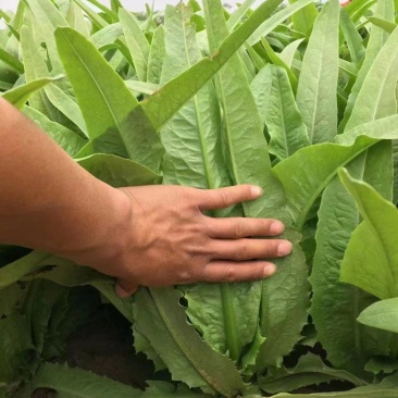 香妃香甜油麦菜种子，耐热耐抽苔，速生，香味浓郁，脆嫩爽口