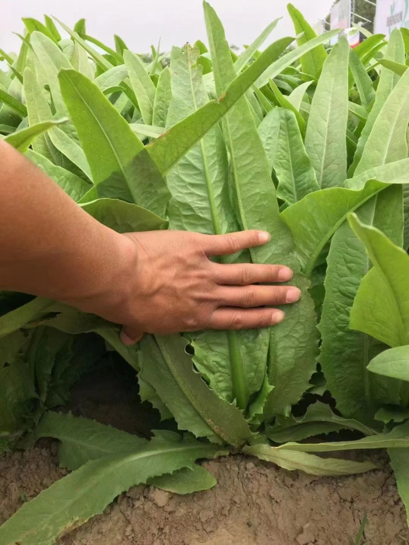 香妃香甜油麦菜种子，耐热耐抽苔，速生，香味浓郁，脆嫩爽口