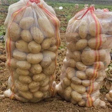 沃土实验一V7土豆大量上市欢迎咨询