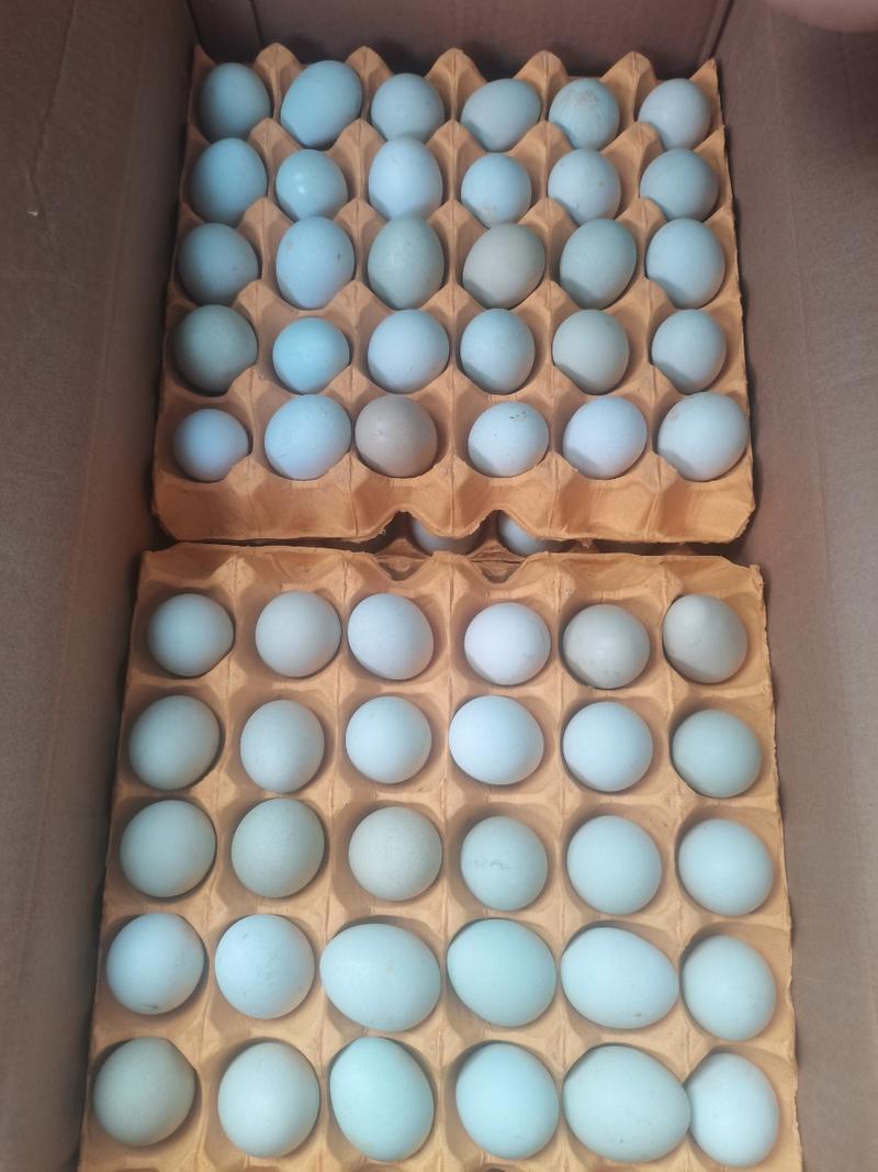 精品绿壳土鸡蛋基地直供货源充足质量保证蛋黄金黄色