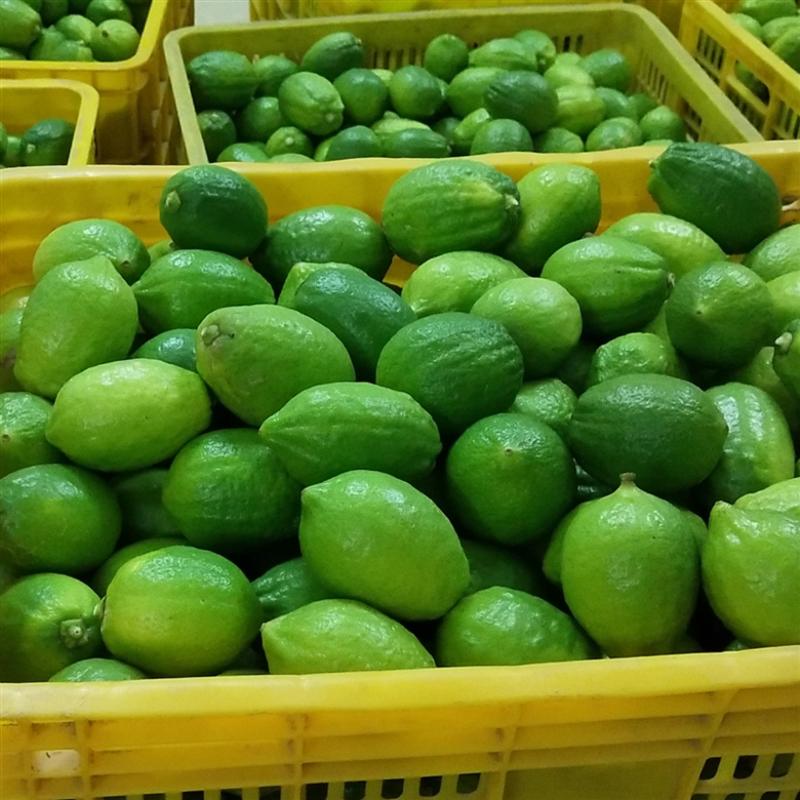 广东香水柠檬产地一手好货对接各级批发商电商社区团购