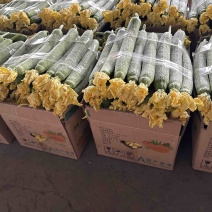 丝瓜丝瓜鲜花丝瓜