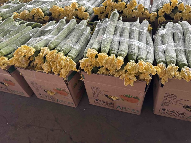 丝瓜丝瓜鲜花丝瓜