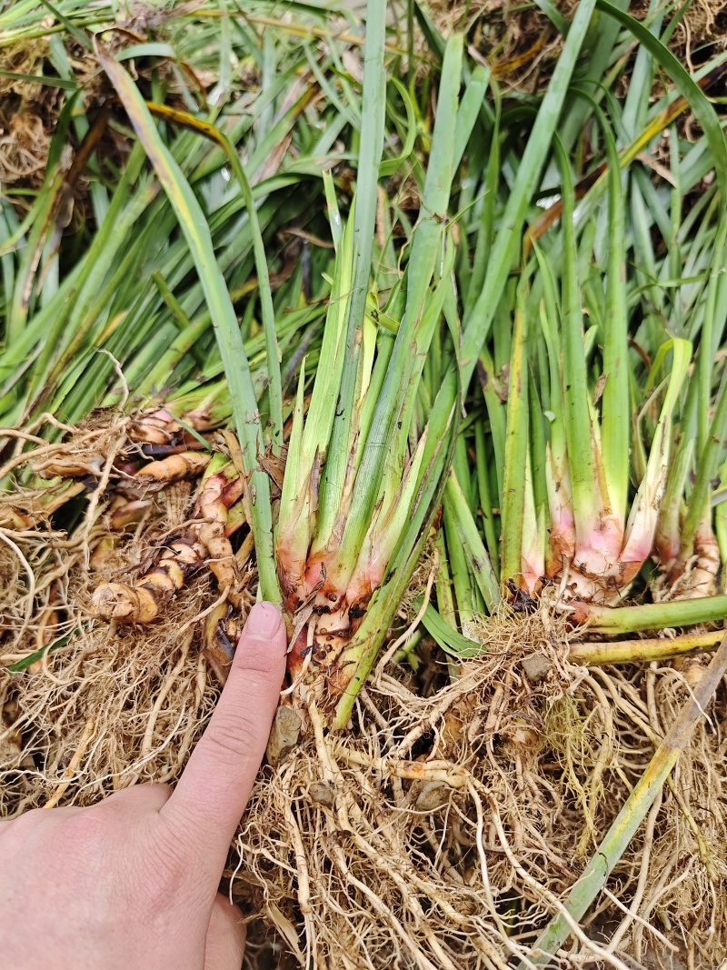 石菖蒲苗大叶红心石菖蒲（大别山品种）。含量高