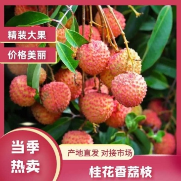 【实力商家】精品桂花香荔枝高端品质新鲜采摘对接电商